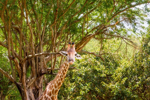 4 Days Tanzania Camping Safari