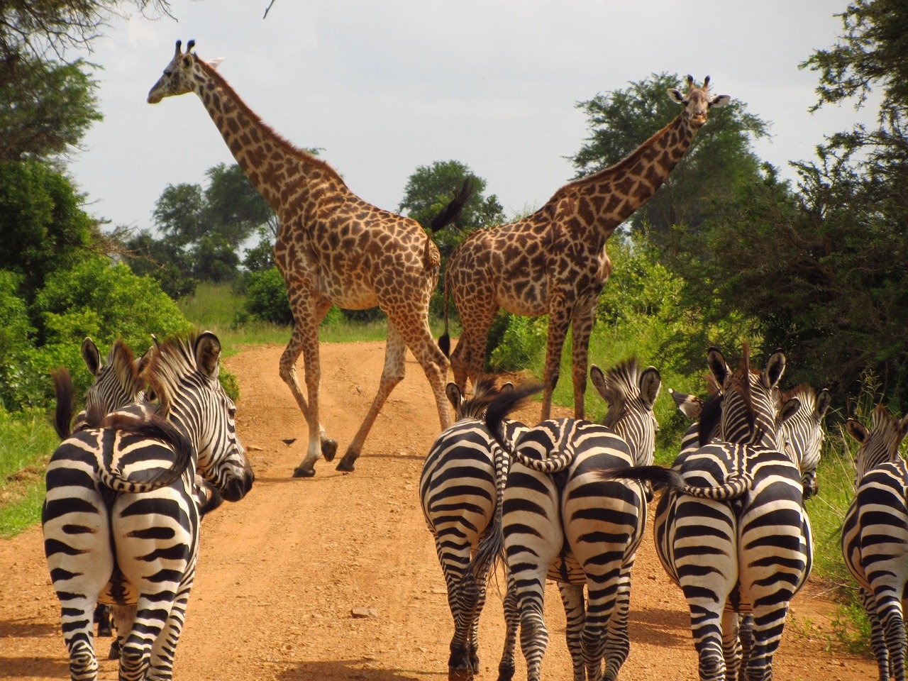 2 Days Tanzania Safari