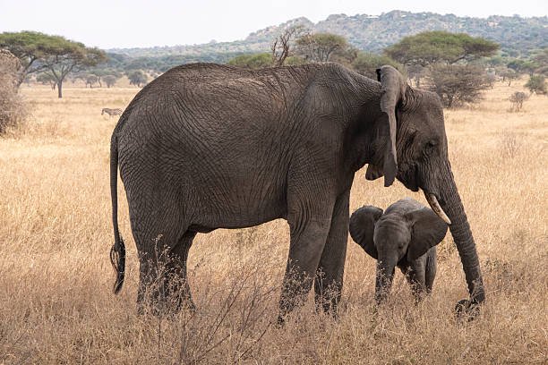 2 Days Tanzania Safari