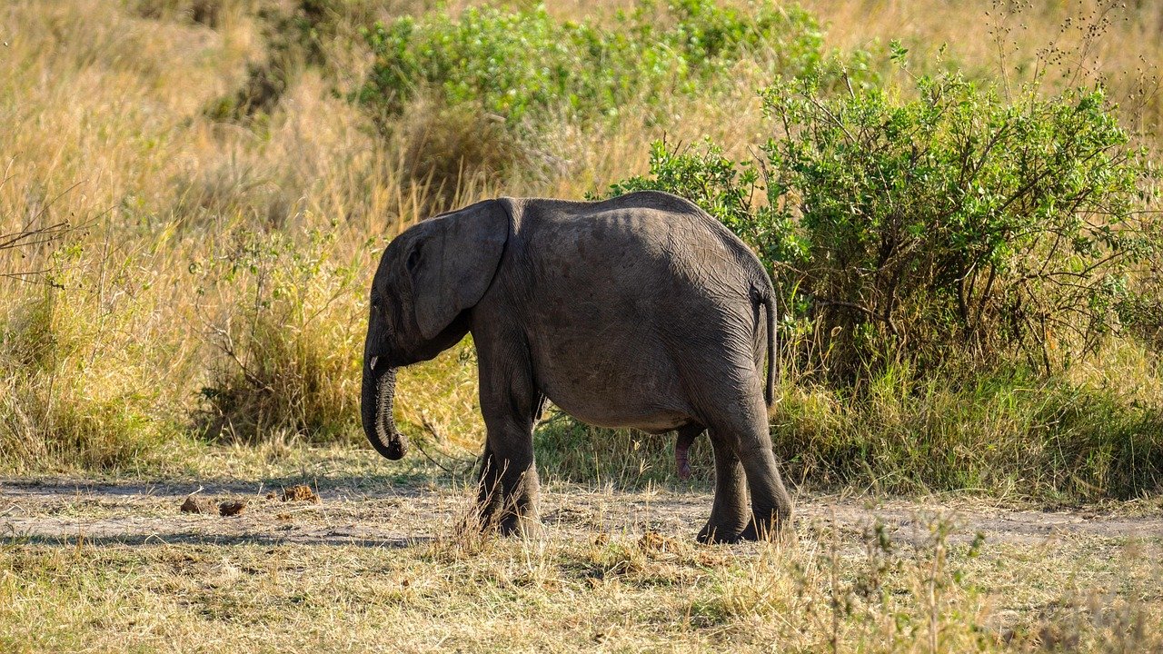 2 Days Tanzania Safari